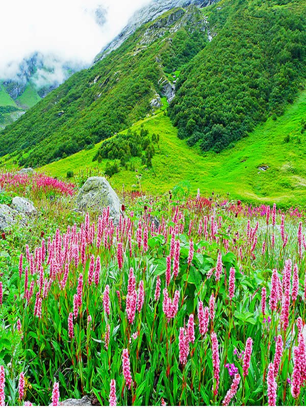 Uttarakhand Tour Travel